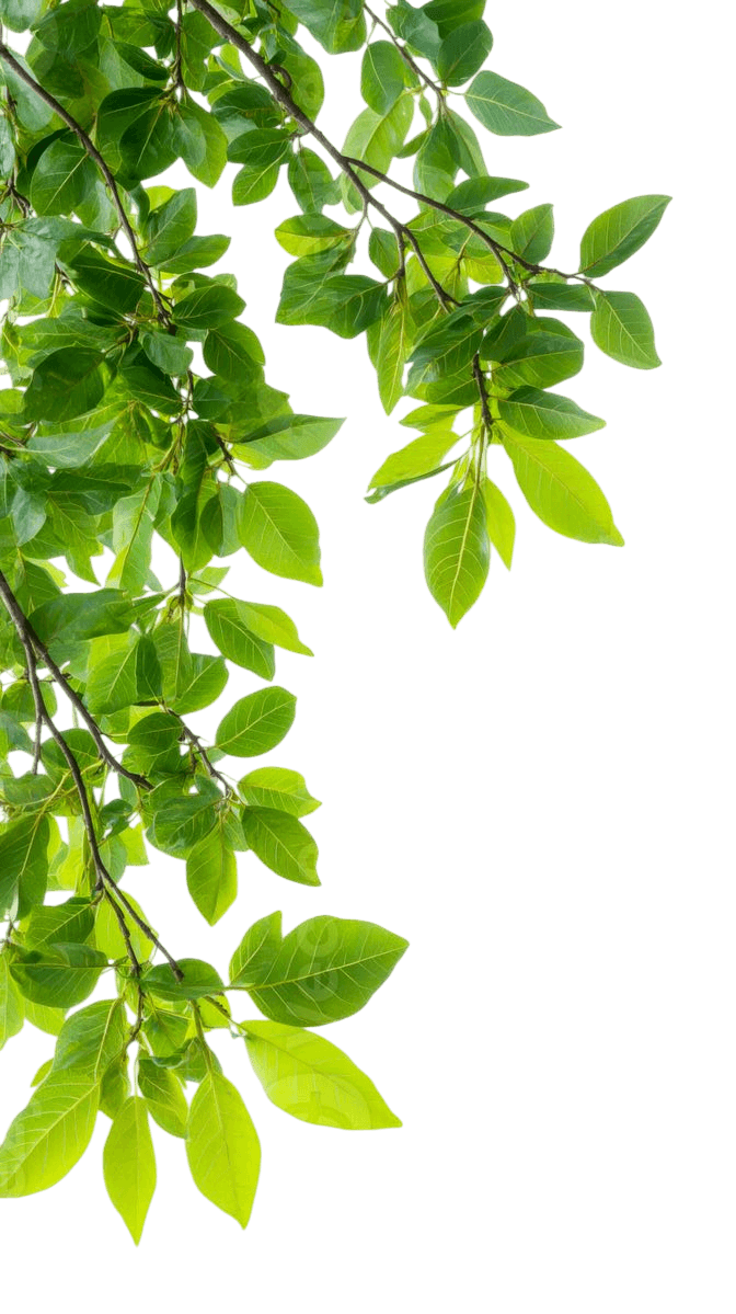 Natural Herb Leaves Decor